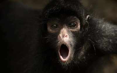 Le nouvel album de RSF est en kiosque